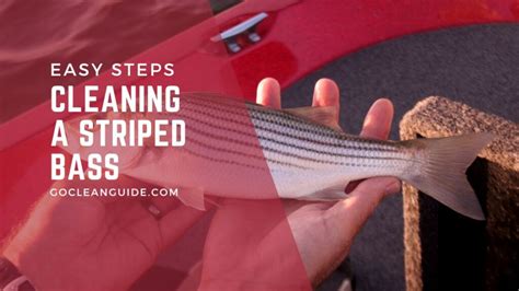 cleaning a striped bass in 6 easy steps
