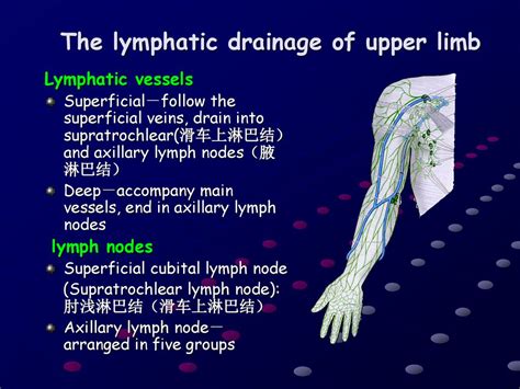 The Anterior Region Of The Upper Limb Ppt Download