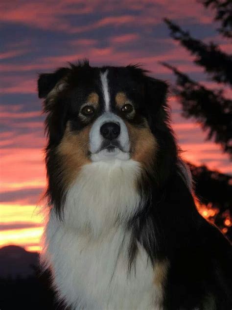 Wow What A Stunning Picture Black Tri Color Aussie Aussie Dogs