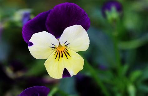 Stock Photo Beautiful Pansy Flowers 03 Free Download