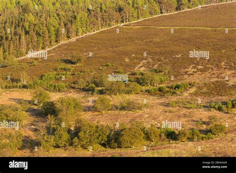 Commercial Pine Forest Scattered Trees And Heather Moorland In Upland