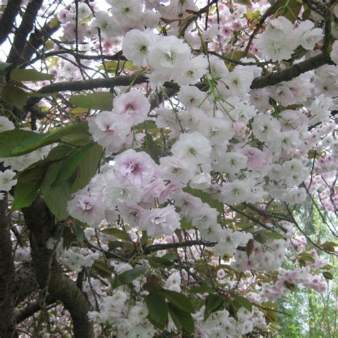 6 fast growing native trees. Buy bare root Shirofugen Japanese Flowering Cherry tree ...
