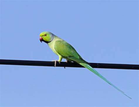 Rose Ringed Parakeet Central Florida Wildlife Flickr