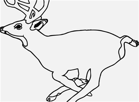 Deer coloring pages coloring books deer outline simple wood carving shape templates outline drawings baby deer reference images forest animals. Realistic Deer Coloring Pages at GetDrawings | Free download