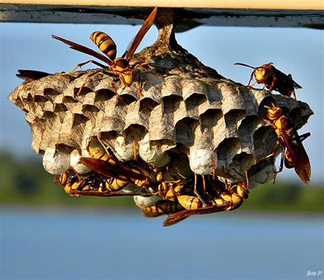 A paper wasp's nest is a single layer open comb that looks like an umbrella without a handle. Paper Wasp Nest Removal | ABC Humane Wildlife Control and ...