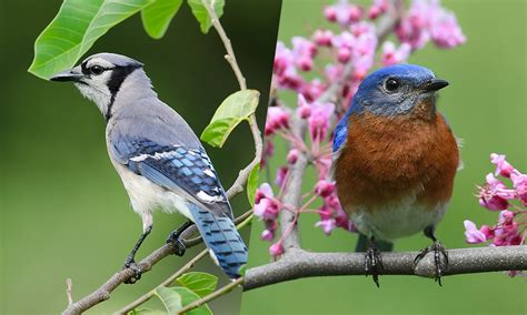 Bluebird Vs Blue Jay Songs Habitat And Identification World Birds