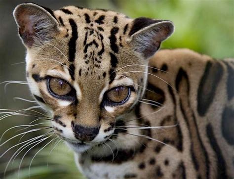 The Margay Is A Spotted Wild Cat Native To The Americas Small Wild