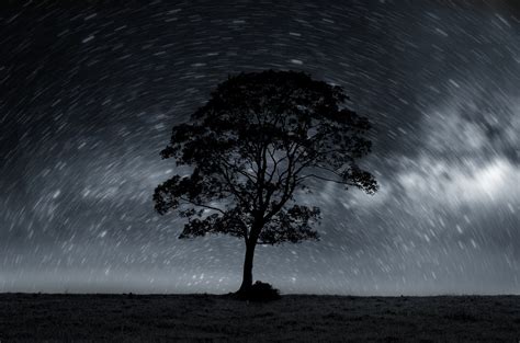 Night Sky With Lonely Tree Free Stock Photo Public Domain Pictures