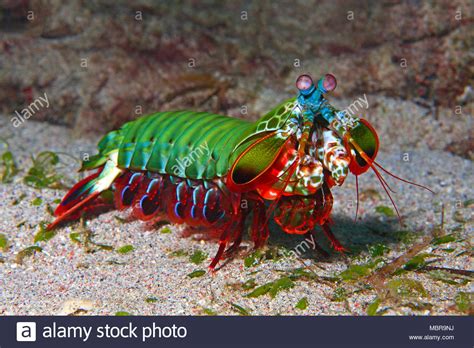 Download Peacock mantis shrimp (Odontodactylus scyllarus) on sandy ...