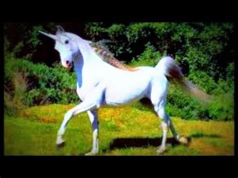 See more ideas about unicorn, unicorns and mermaids, real unicorn. REAL UNICORN SIGHTING 2015 - Final Proof of Unicorns ...