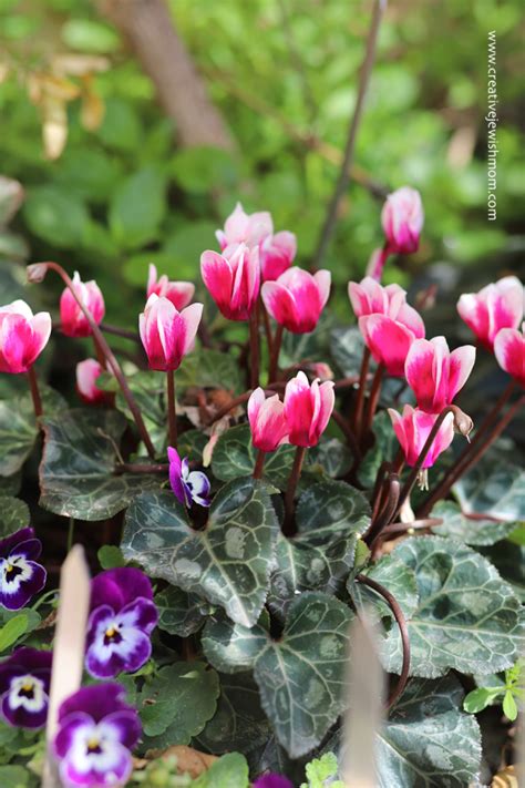 Cyclamen Blooms Non Stop All Winter In Northern Israel Creative