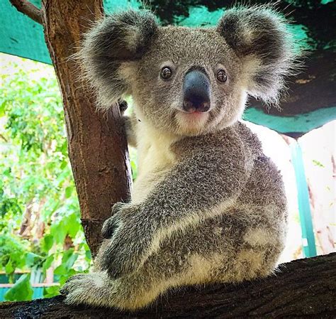 Koala Bears Mascot Of Australia Yet Theyre Going