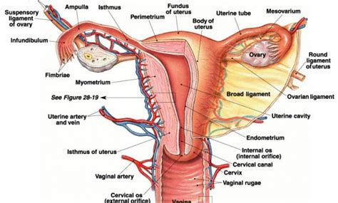 Organ Reproduksi Perempuan Diagram Quizlet