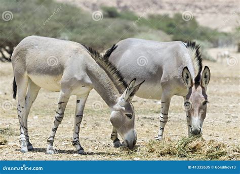 Somali Wild In Israeli Nature Reserve Stock Image Image Of Grey