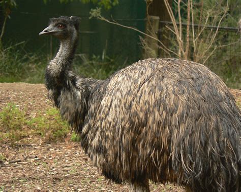 Best Jungle Life Emu And Emu Pics And Emu Wallpapers