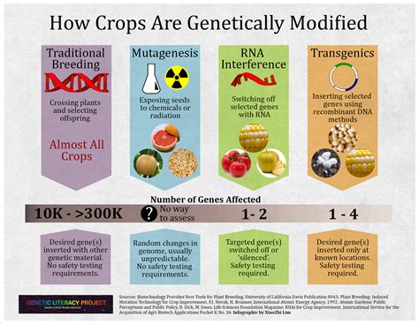 Modificaciones genéticas de cultivos convencional mutagéneses ARN de