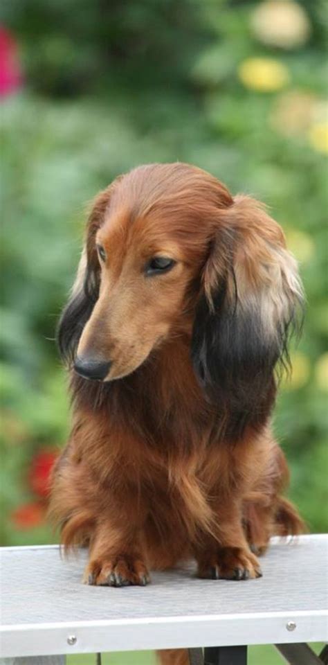 Blonde Long Haired Dachshund For Adoption Miniature Long Haired