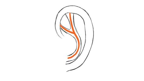 Ear Drawing How To Draw Ears Step By Step Pluralsight How To Draw