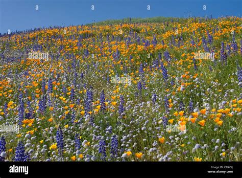 Field Of California Poppies And Lupine Located In The Antelope Valley