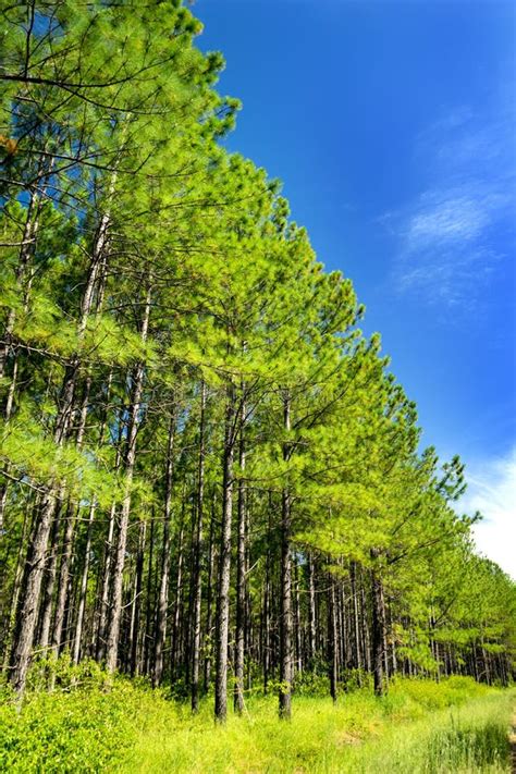Pine Tree Forest And Blue Skies Portrait Stock Photo Image Of Line