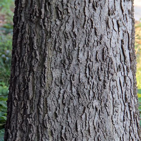 Hackberry Celtis Occidentalis Close Up Of Hackberry Tree Bark