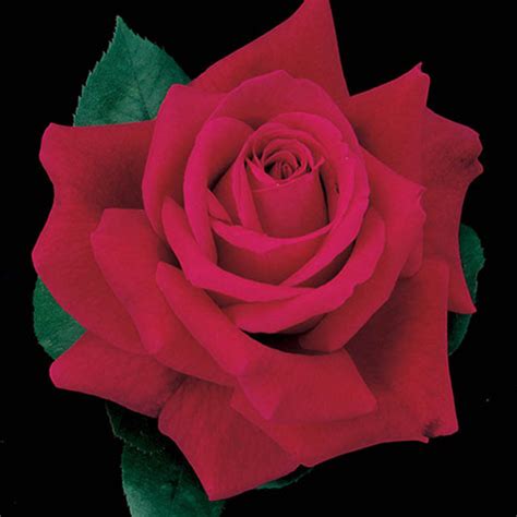 Mister Lincoln Hybrid Tea Rose Gurney S Seed Nursery Co