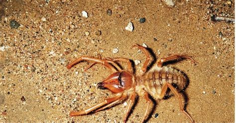 Camel Spider Facts And Informations Do It Yourself Pest Control Free