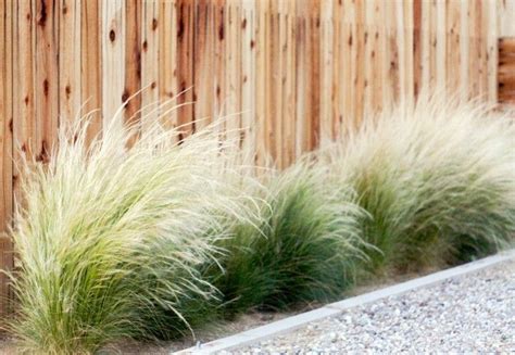 Gossamer Gardens Ideas For Landscaping With Mexican Feather Grass