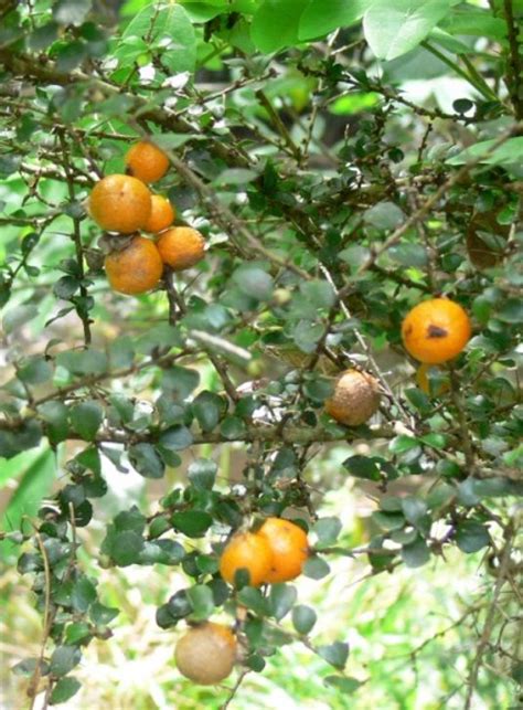 Pittosporum Multiflorum Known As The Orange Thorn Is A Shrub Growing