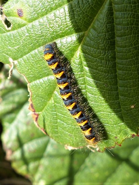 Oak Eggar Moth Larva Scohaboy Bog Co Tipp October 2019 Insects