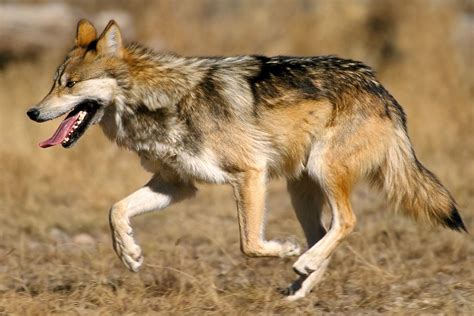 Mexican Wolf Canis Lupus Baileyi Brilliant Creation
