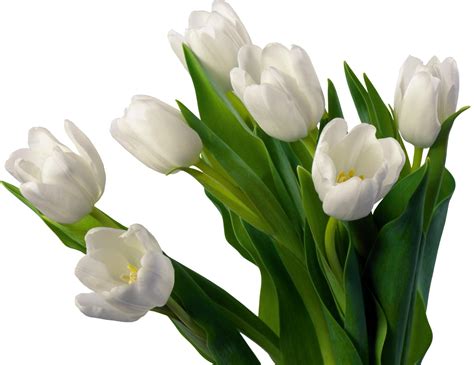 White Tulip Flowers Hd Wallpaper Wallpaper Flare