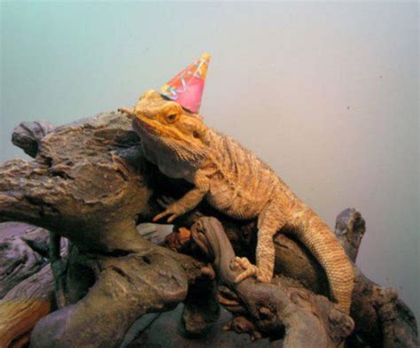 25 Pets Celebrating Their Birthdays