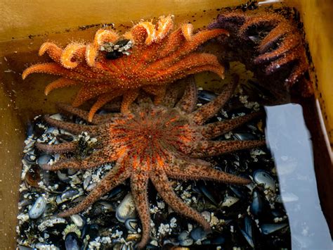 The Fight To Save Sunflower Sea Stars Short Wave Npr
