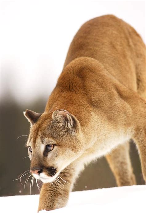 624 Best Images About Cougar Americas Big Cat On Pinterest Cats