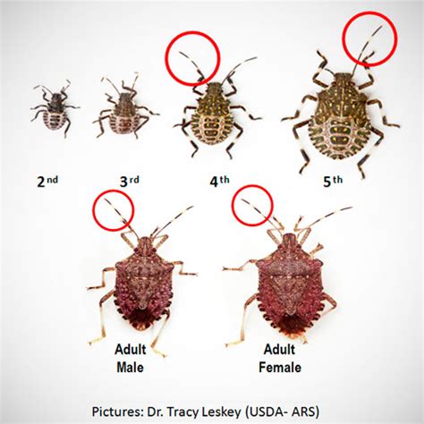 Litchi Stink Bug Life Cycle Britany Holly