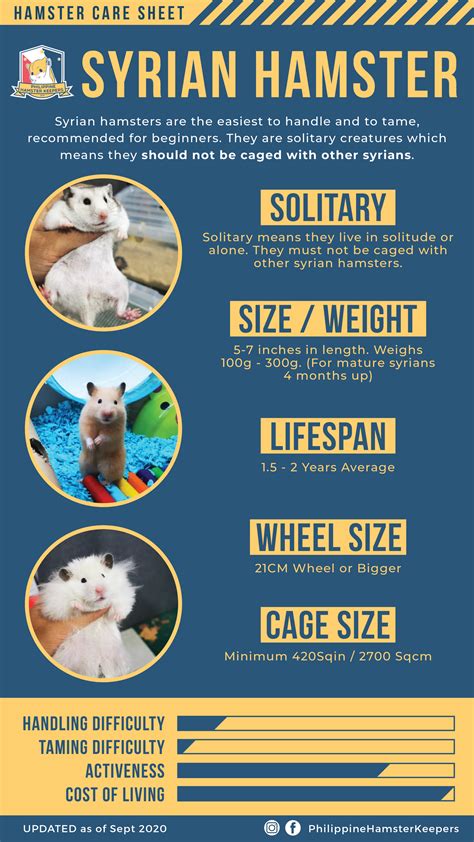 Syrian Hamster 101 Breed Info And Care Sheet Ng