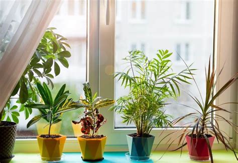 Indoor Plants For South Facing Window