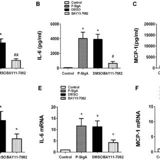 HRMCs were pre treated with the NF κB inhibitor BAY 11 7082 5 μM for