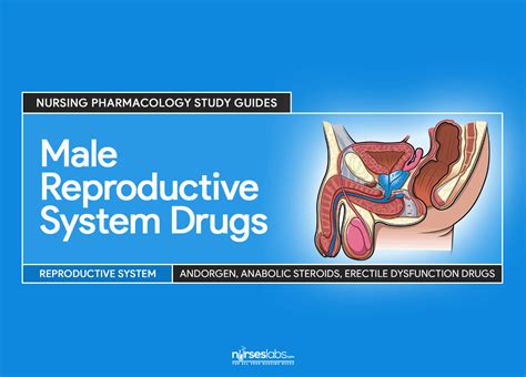 The prostate surrounds the beginning of the urethra, the canal that empties the bladder. Male Reproductive System Drugs - Nursing Pharmacology Guide