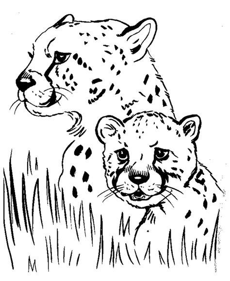 ️cheetah Coloring Pages To Print Free Download