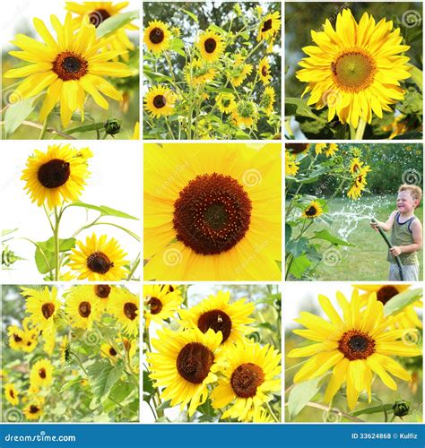 Sunflowers Collage Stock Photo Image Of Floral Environment 33624868