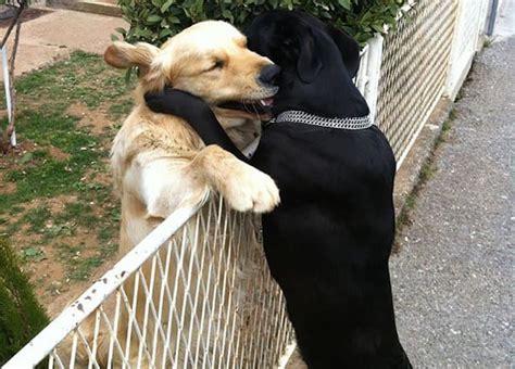 20 Adorable Photos Of Dogs Being Best Friends