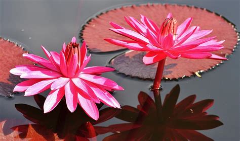 Red Flare Water Lily Photograph By Bruce Bley Fine Art America
