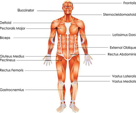 Furthermore, it protects the vital organs and provides in addition, different types of bones have a different structure according to their function. MUSCLE DISEASES AND DISORDERS - Anatomy 101: From Muscles and Bones to Organs and Systems, Your ...