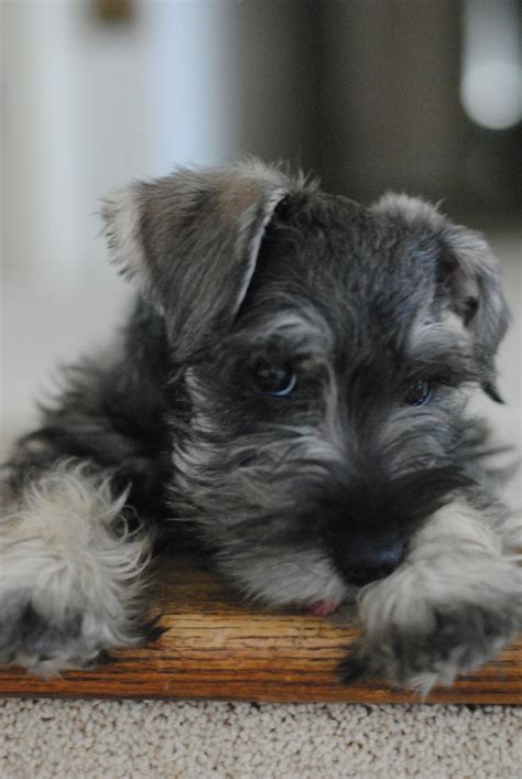 What is the biblical meaning of the name june? 10 Best Schnauzer Dog Names