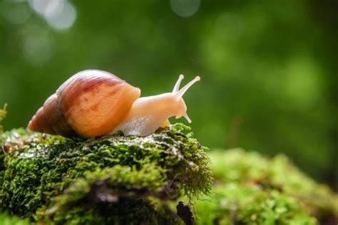 What Eats Algae 7 Animals That Mainly Eat Algae