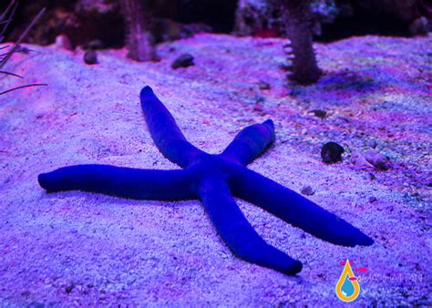 Blue Linckia Starfish Manhattan Aquariums