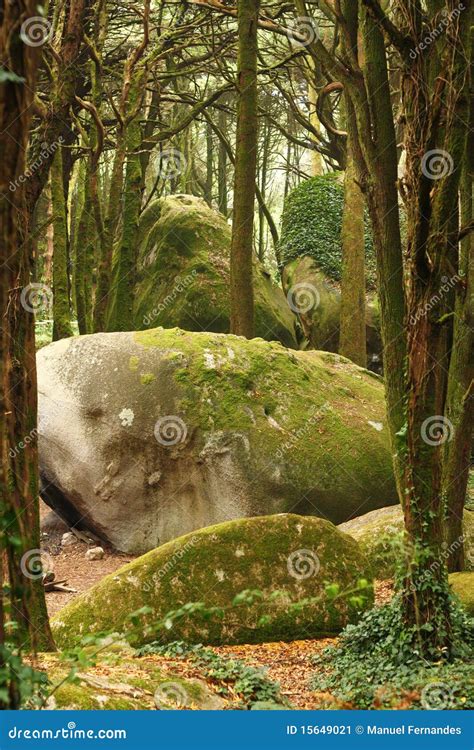 Green Forest Trees With Huge Rocks Stock Image Image 15649021