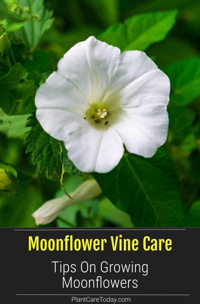 Moon Flower Plant Care How To Grow Moonflower Plants Artofit